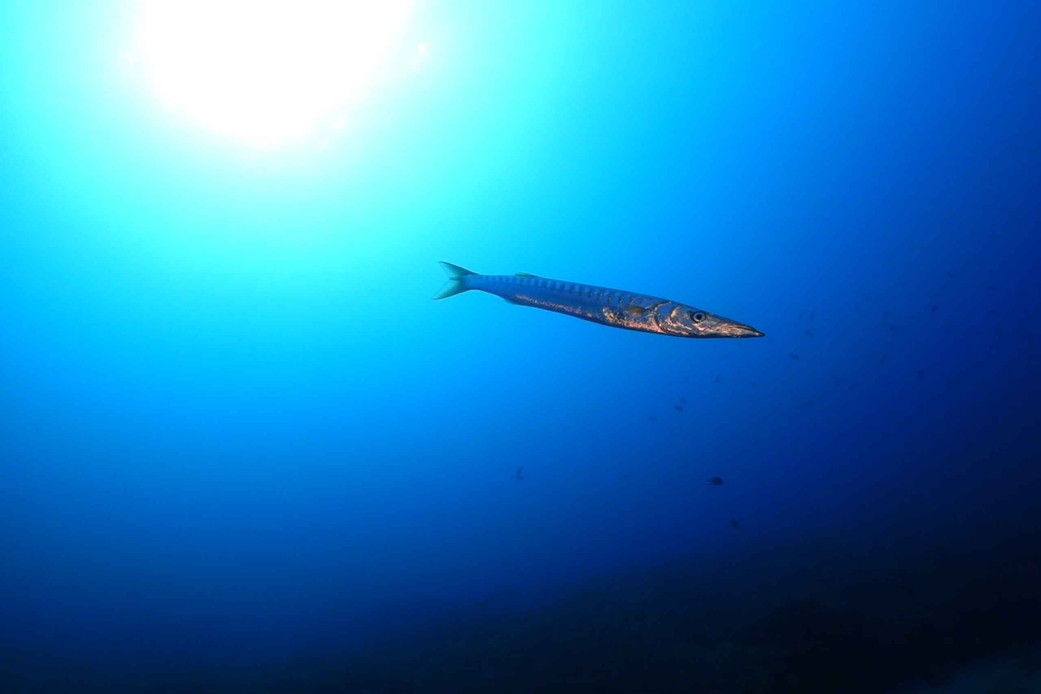 Puerto del Carmen: Prøv dykking fra stranden