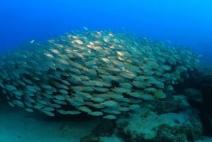 Puerto del Carmen: Try Scuba Diving from the beach