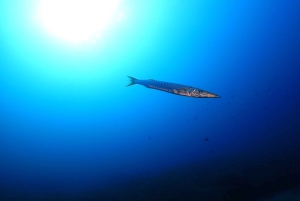 Puerto del Carmen: Prøv dykking fra stranden