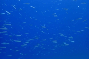 Puerto del Carmen: Prøv dykking fra stranden