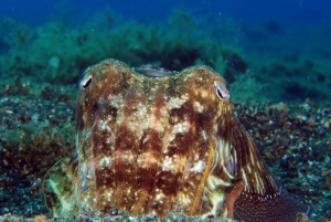 Puerto del Carmen: Prova le immersioni subacquee con 1 immersione