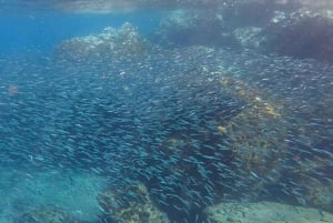 Excursion avec masque et tuba Pourquoi pas ?