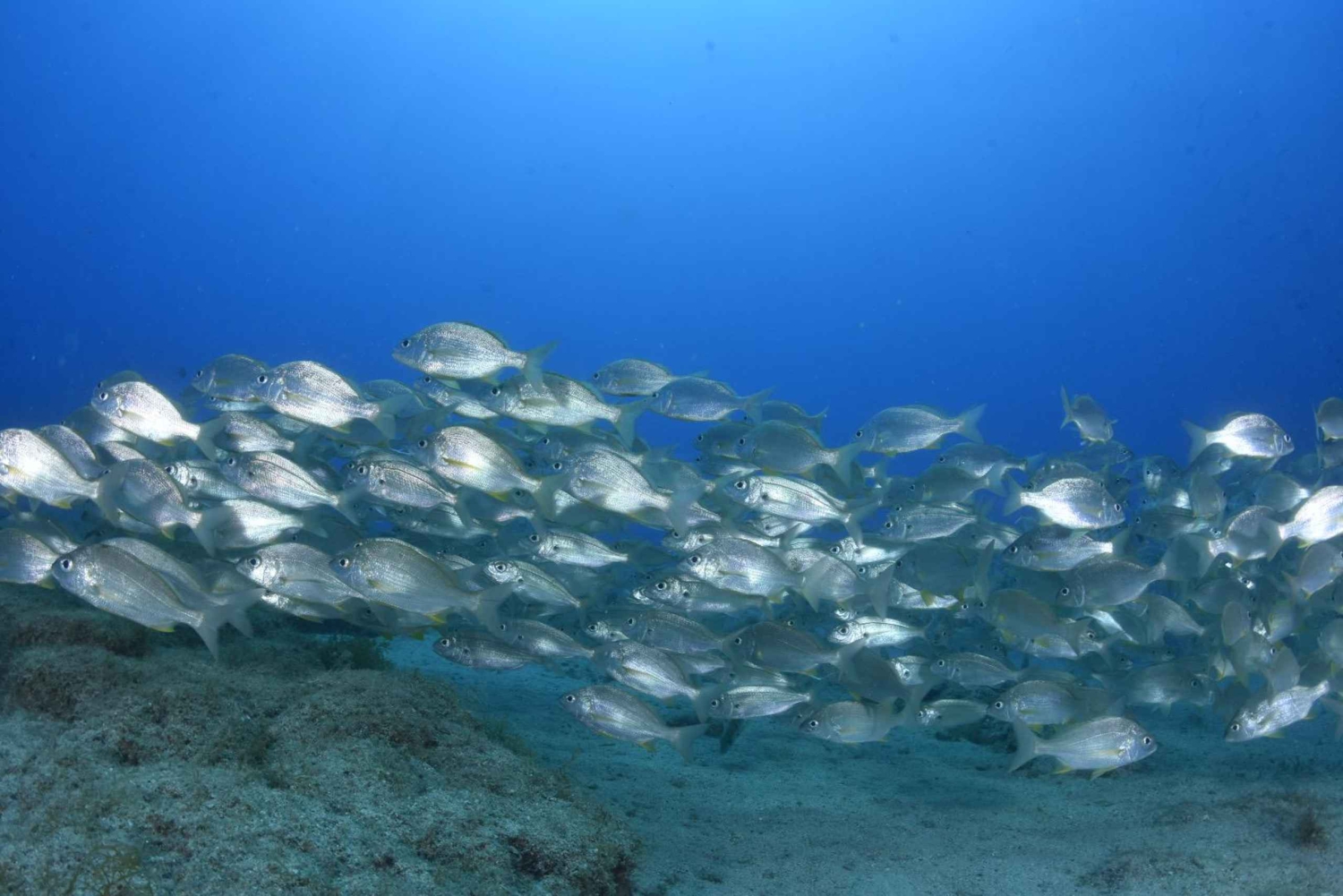 Тиас: экскурсия с гидом по сноркелингу в Плайя Чика
