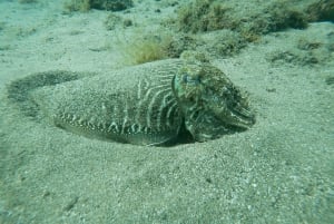 TRY SCUBA - Opplevelse for nybegynnere