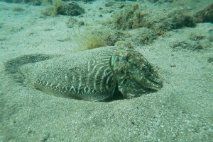 PRØV DYKNING - Oplevelse for begyndere