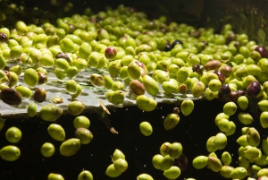 Visit an almazara + extra virgin olive oil tasting: Baeza