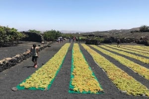 Wine and volcan private tour