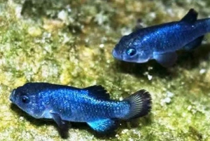 1-dniowa przygoda w Dolinie Śmierci – gwiazdy nad Krainą Śmierci