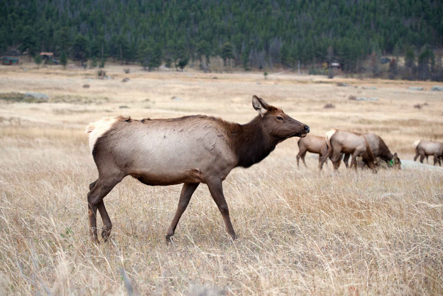7 jours dans le parc national de Yellowstone Rocky Mountain Explorer