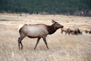 7 jours dans le parc national de Yellowstone Rocky Mountain Explorer