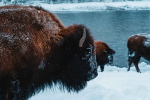 9-dagers vintertur til Yellowstone med sørlige Utah og Arizona