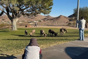 Boulder City: Hemenway Park Opastettu kierros