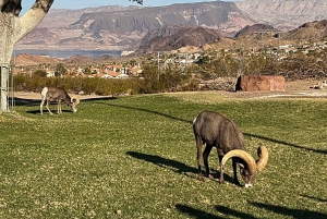 Boulder City: Hemenway Park Opastettu kierros