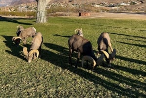 Boulder City: Hemenway Park Opastettu kierros