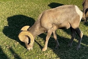 Boulder City: Hemenway Park Opastettu kierros