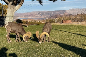 Boulder City: Hemenway Park Opastettu kierros