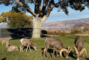 Boulder City: Hemenway Park Opastettu kierros