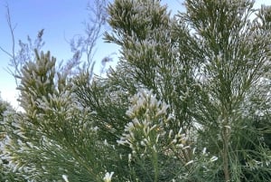 Boulder City: Hemenway Park Opastettu kierros