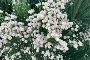 Boulder City: Hemenway Park - wycieczka z przewodnikiem