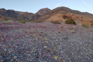 Death Valley: National Park Private Tour with Wine Tasting