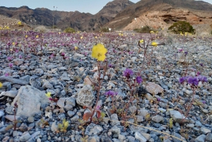 Death Valley: National Park Private Tour with Wine Tasting
