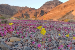 Death Valley: National Park Private Tour with Wine Tasting