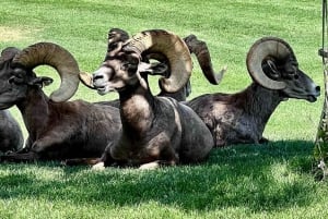 Hoover Dam, 7 Magic Mountains VIP-Erlebnis Kleingruppentour