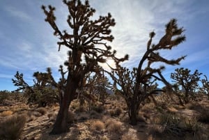 French-guided tour of the Grand Canyon, Skywalk and Hoover Dam