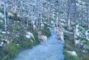 Desde Calgary: tour guiado por el Parque Nacional Waterton