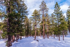 Desde Las Vegas: excursión de día a Mount Charleston Resort