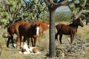 Depuis Las Vegas : visite 5 en 1 du Grand Canyon West avec déjeuner au bord du lac