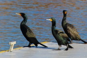 Las Vegasista: Maisemallinen pako Emerald Lake Colorado River