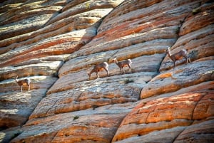 Depuis Las Vegas : aventure VIP en petit groupe au parc national de Zion