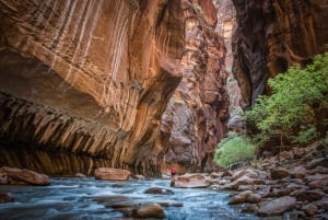 Fra Las Vegas: Dagstur til Zion National Park