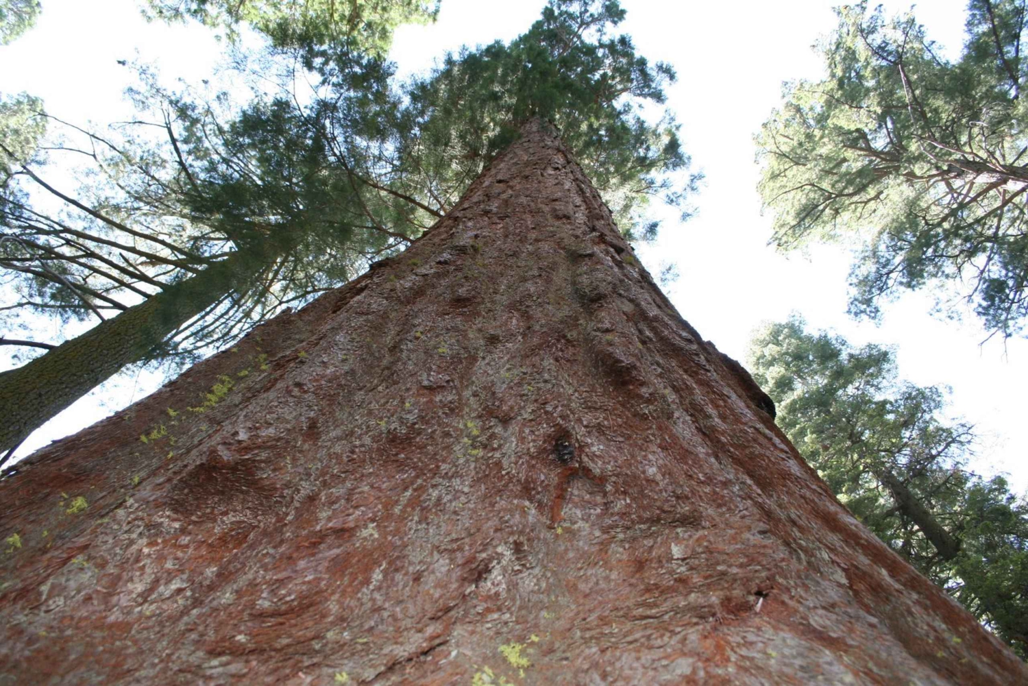 De Las Vegas a São Francisco: excursão de 7 dias aos parques nacionais