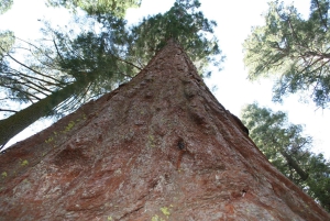 De Las Vegas a São Francisco: excursão de 7 dias aos parques nacionais