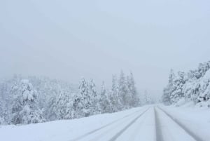 Las Vegas: Det ultimative snelegeeventyr på Mount Charleston