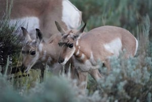 Fra Vegas: Yellowstone, Yosemite og Rocky Mountains 11-dages tur