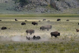 Fra Vegas: Yellowstone, Yosemite og Rocky Mountains 11-dages tur