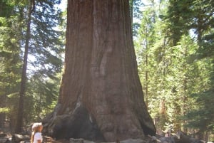 Vegasista: Yellowstone, Yosemite ja Kalliovuoret 11-päiväinen kiertomatka