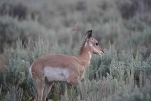 Vegasista: Yellowstone, Yosemite ja Kalliovuoret 11-päiväinen kiertomatka