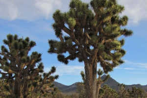 Grand Canyon Hoover Dam en Joshua Tree VIP Tour in kleine groep