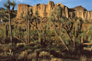 Grand Canyon Hoover Dam en Joshua Tree VIP Tour in kleine groep