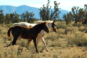 Grand Canyon West & Hoover Dam Combo Tour