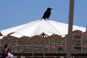 Las Vegas: Grand Canyon West Tour, lunch op een ranch, toegang tot de Skywalk