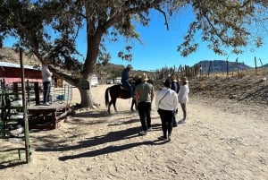 Tur på hesteryggen gjennom Joshua Tree Forest med bøffel og lunsj
