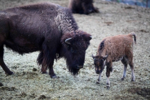 Horseback Ride thru Joshua Tree Forest with Buffalo & Lunch