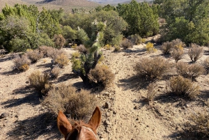 Horseback Ride thru Joshua Tree Forest with Buffalo & Lunch