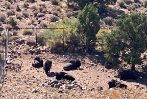 Horseback Ride thru Joshua Tree Forest with Buffalo & Lunch