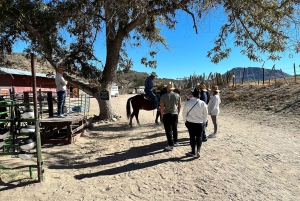 Horseback Ride thru Joshua Tree Forest with Buffalo & Lunch